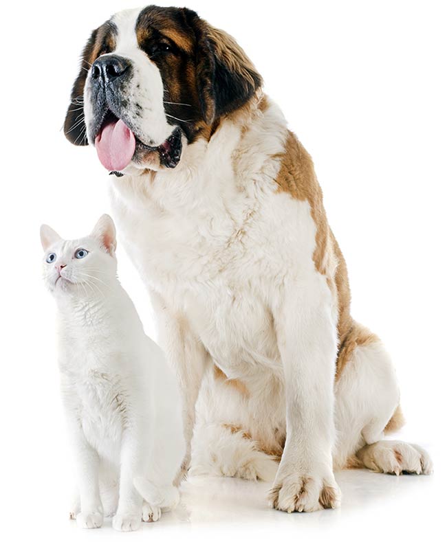 Dog and cat
