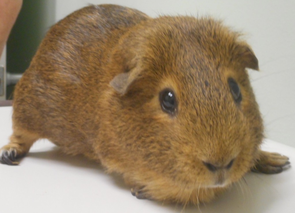 Guinea pig at vet Family Pet Veterinary Practice