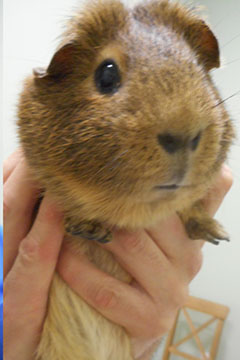 guinea pig exam, guinea pig held, holding guinea pig