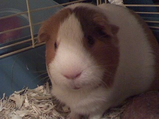 cavy, piggy, cute pig