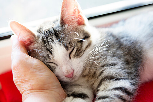 Tabby Cat Sleeping in Owners Hands