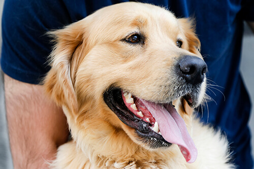 Golden Retreiver